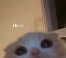 hello-shy.gif