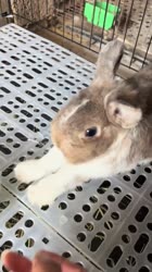 rabbit.mp4