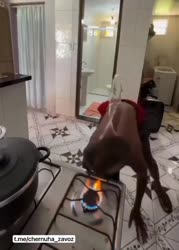 1753231352043510.mp4