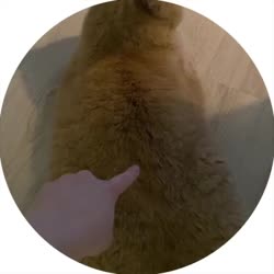 1753433251366.mp4