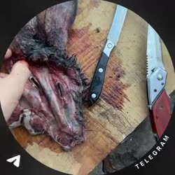 video.mp4