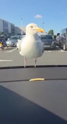 1753525926751.mp4