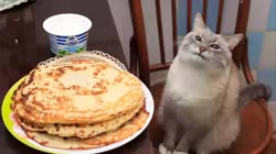 1753598219834.webm