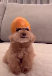 17536374265921[1].mp4