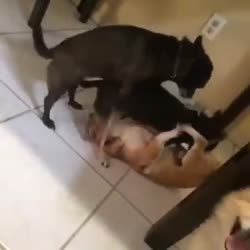 14903626292580.webm