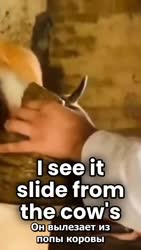 1752757714803.mp4