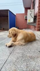 ssstwitter.com1753718658283.mp4