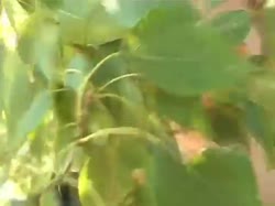 ХЗ (2).mp4