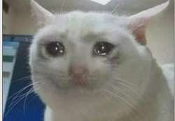 crying-cat-meme-template-full-719a53dc.webp