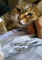 34234.mp4