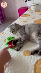 17537501543650.webm