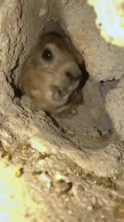 1753974683011.webm