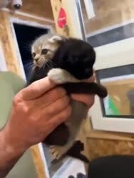 ssstwitter.com1753951160889.mp4
