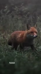 izmetro-20250731-0001.mp4