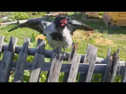 16013011992430.webm