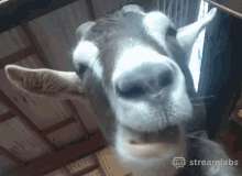 goat-munchies.gif