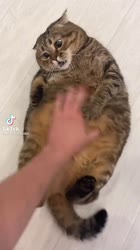 17504425282313.mp4