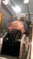 1754030745947.mp4