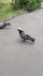 Голубь в кепке.mp4