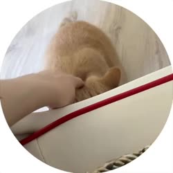 КОТ-ЕБАШИТ-ПИЗДУ.mp4