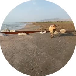 video (7).mp4