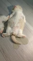 1682960447139.mp4