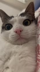 alertorig (3).webm