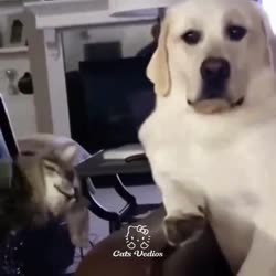 1647226435959.mp4