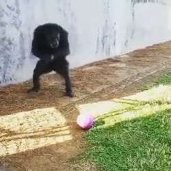 1737657314801.webm