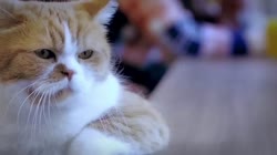 5d44f149c62e74bfb3273f989e146c9a.webm