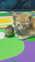 VID20250802174337822.mp4