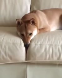 Лизать.mp4