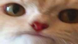 1721349434825.png