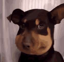 fat-cheek-dog-tiktok-dog.gif