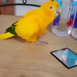 a7b11eb5becf13a6fd9cfa305a2cf3bc.webm