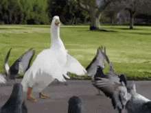 dance-goose.gif