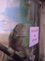 17540814315460.mp4
