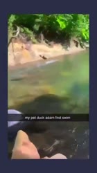 Follow for more inspirations funny humor funnyanimals.mp4
