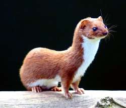 Mustelanivalis-BritishWildlifeCentre-4.jpg