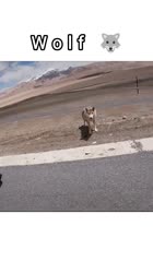 Bikers Wolf 🐺 #animals #wolf #biker.mp4