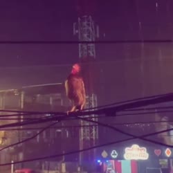 17541921697690.webm