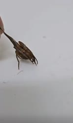 1754323555834.mp4