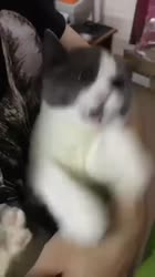 ломкабезвовикавшапке.mp4