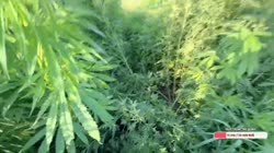 17514707351560.mp4