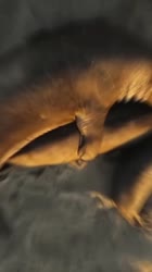 17384768444250.mp4