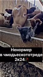 17544225861070.mp4