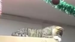 Королева стрима.mp4