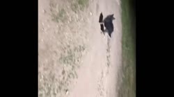 Сашка упал.mp4