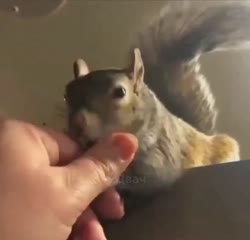 2578754215686.mp4