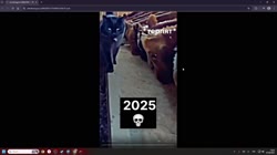 17545845467080.mp4